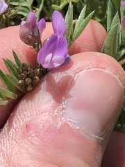 Astragalus bourgovii