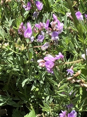 Astragalus bourgovii