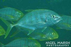 Gnathanodon speciosus