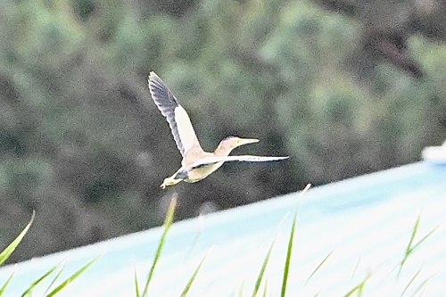 Yellow Bittern