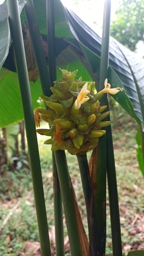 Foto de Maranta-riscada