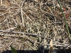Cladonia decorticata