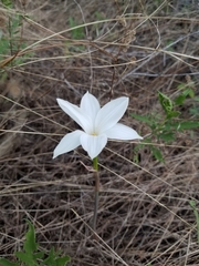 Zephyranthes drummondii
