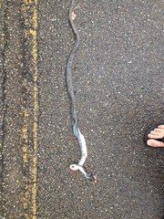 Coluber constrictor latrunculus