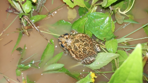 Sphaerotheca varshaabhu