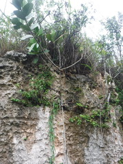 Clusia