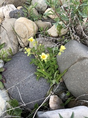 Drymocallis pseudorupestris