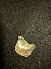 Isognomon radiatus