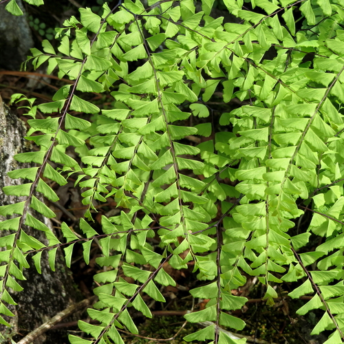 Adiantum
