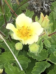 Drymocallis pseudorupestris