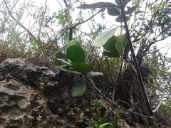Clusia