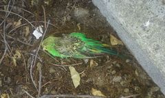 Melopsittacus undulatus domesticus