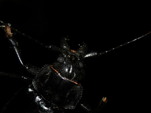 Live-oak Root Borer photo 5