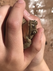 Anaxyrus microscaphus