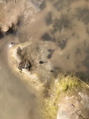 Anaxyrus microscaphus