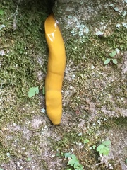 Ariolimax dolichophallus