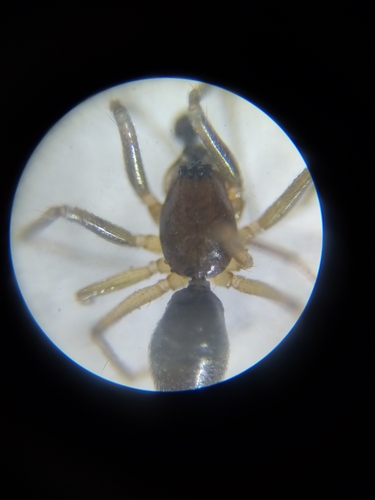 Agyneta fuscipalpa