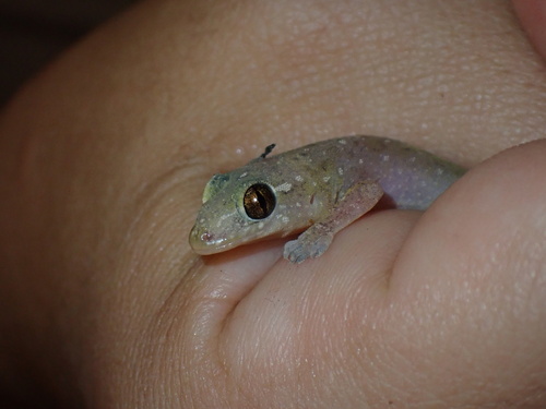 Gehyra mutilata observed 2024-08-14