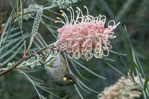 Cryptic Honeyeater (Meliphaga imitatrix), photo 2