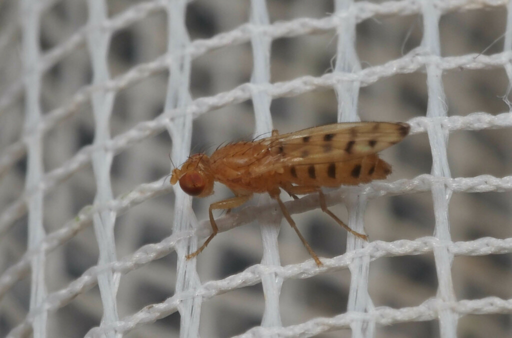 Opomyza punctella