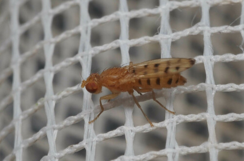 Opomyza punctella