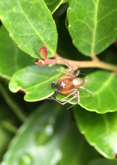 Oxyopes acleistus