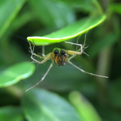 Oxyopes acleistus