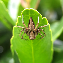 Oxyopes acleistus