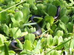 Helicops infrataeniatus