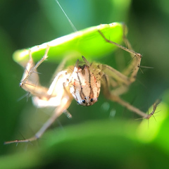 Oxyopes acleistus