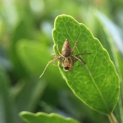 Oxyopes acleistus