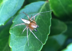 Oxyopes acleistus