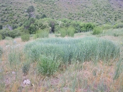 Elymus smithii