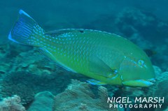 Choerodon schoenleinii