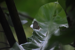 Jamides alecto dromicus