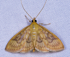 Crocidophora serratissimalis