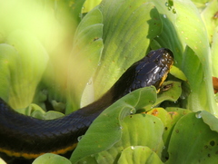 Helicops infrataeniatus