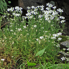 Cerastium arvense strictum