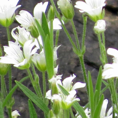 Cerastium arvense strictum