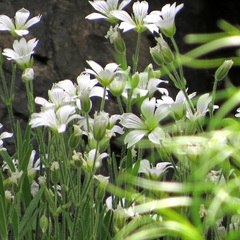 Cerastium arvense strictum