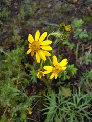 Senecio lugens