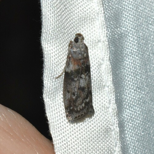 Locust Leafroller Moth photo 3