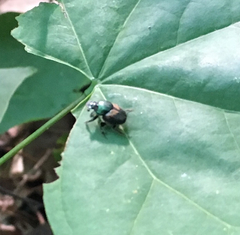 Onthophagus concinnus