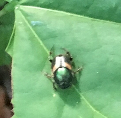 Onthophagus concinnus