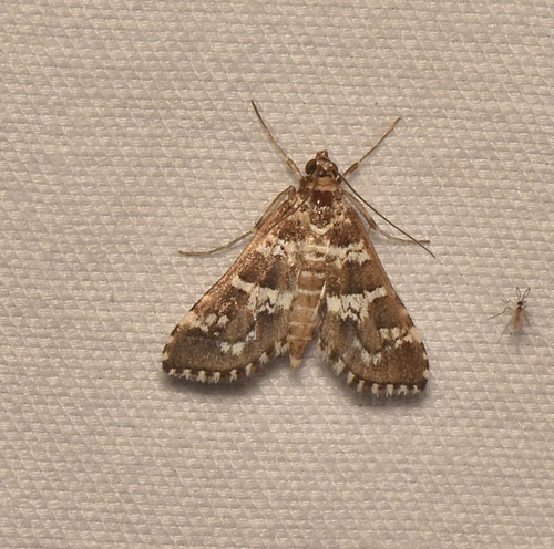Samea druchachalis photo 4