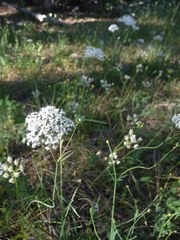 Perideridia parishii