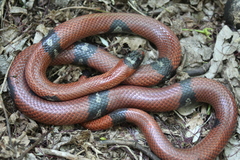 Lampropeltis polyzona
