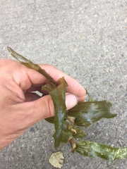 Potamogeton praelongus