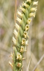 Spiranthes infernalis