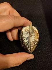 Lamarcka ventricosa